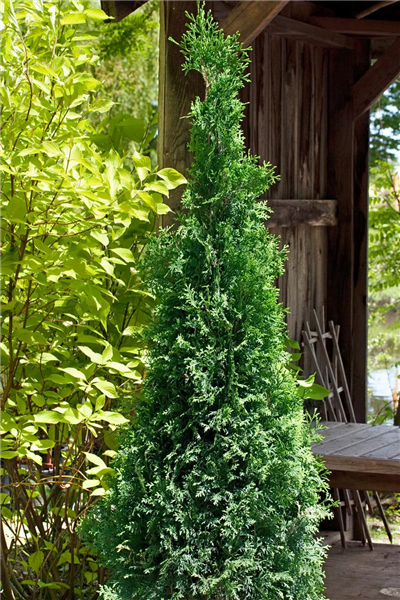Thuja occidentalis Rushmore