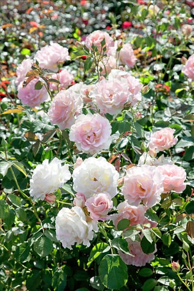 Rosa Rokoko ®