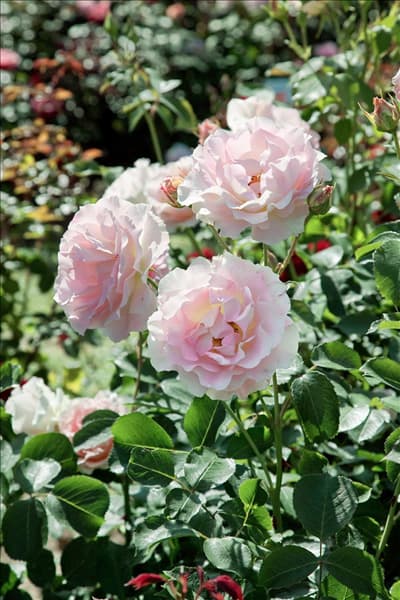 Rosa Rokoko ®