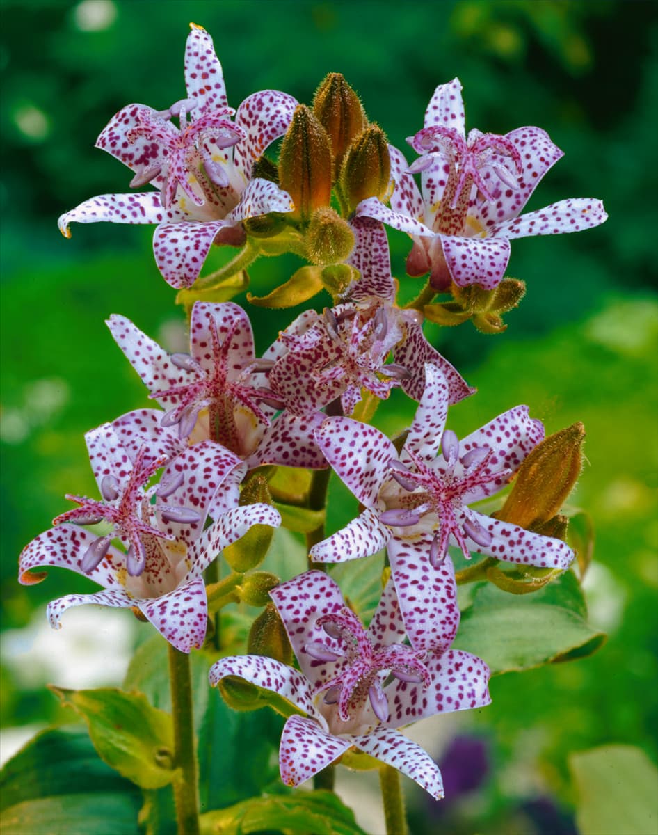 Tricyrtis Empress