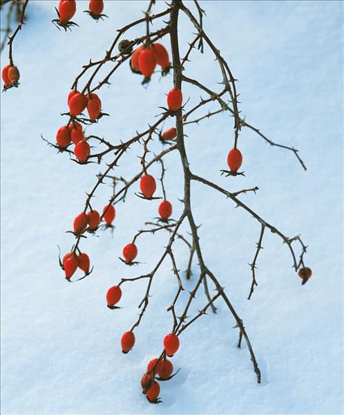 Rosa canina
