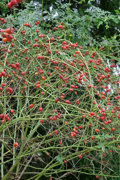 Rosa canina