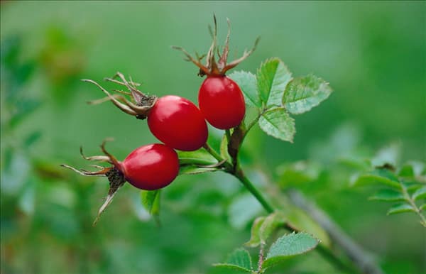 Rosa canina