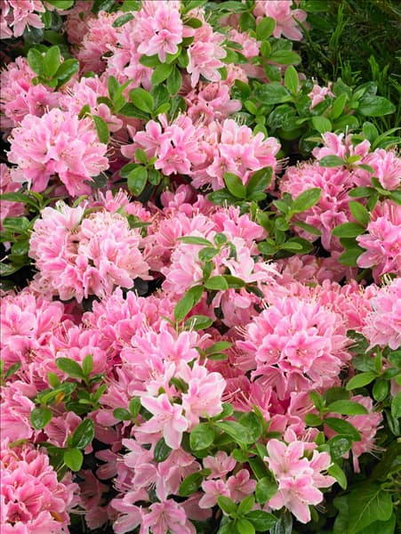 Rhododendron x obtusum Kermesina Rose