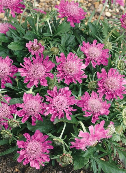 Scabiosa Pink Diamonds