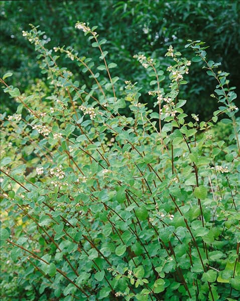 Symphoricarpos x doorenbosii Amethyst