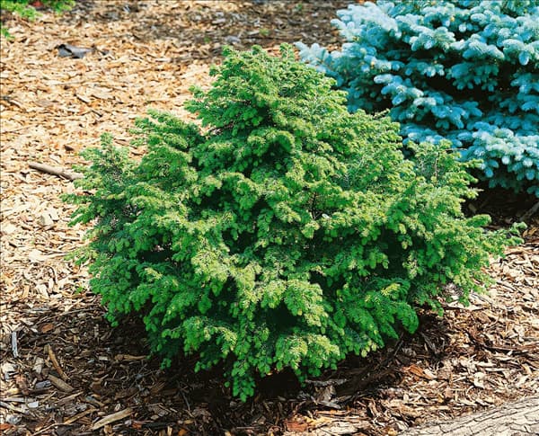 Tsuga canadensis Calvert