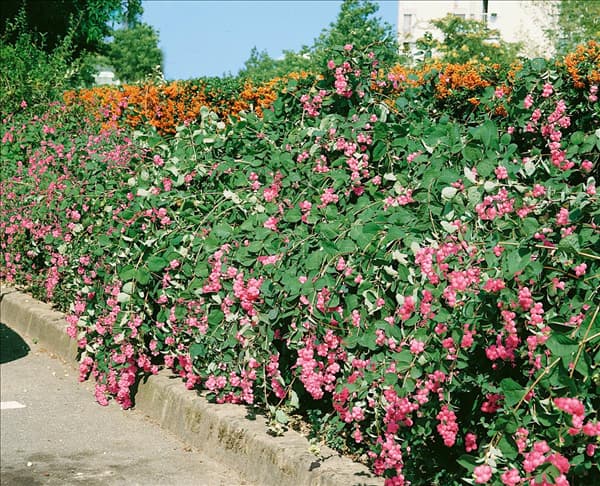 Symphoricarpos x doorenbosii Amethyst
