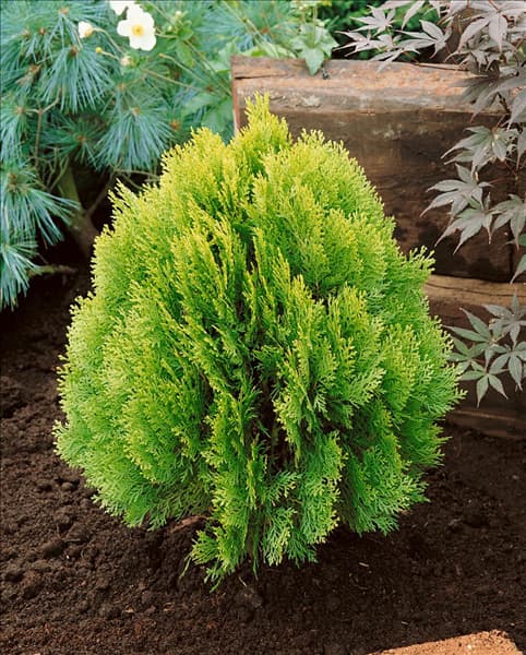 Platycladus orientalis Aurea Nana