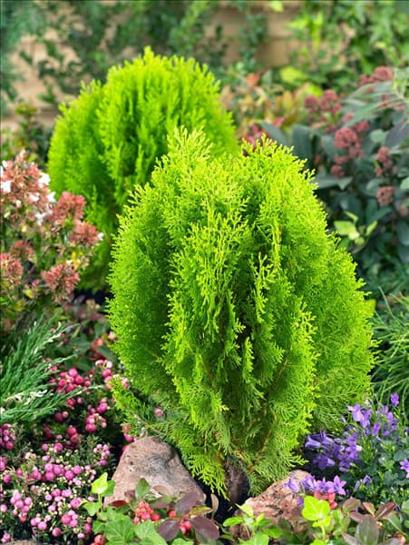 Platycladus orientalis Aurea Nana