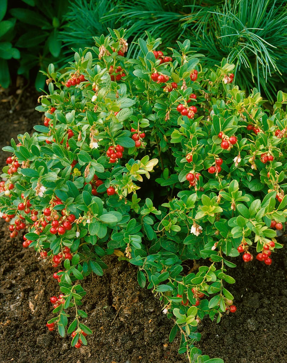 Vaccinium var. vitis-idaea Koralle
