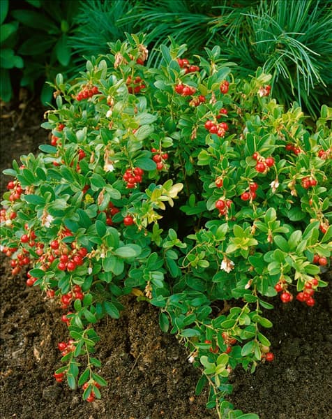 Vaccinium vitis-idaea 'Koralle'