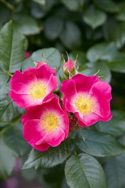 Rosa canina Kiese