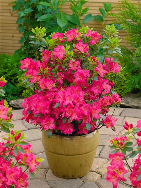 Rhododendron x obtusum Kirstin im Topf