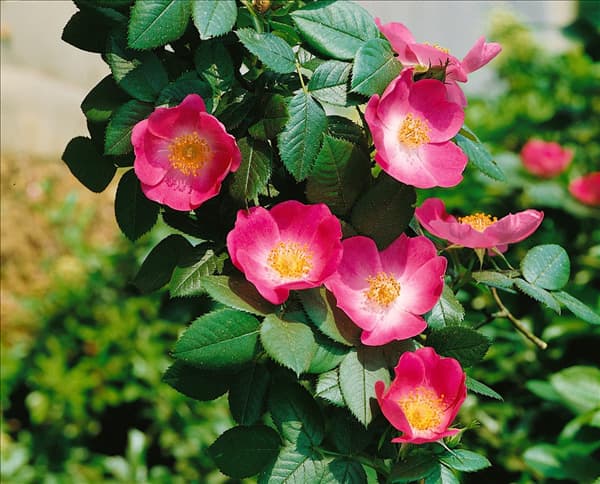 Rosa canina von Kiese
