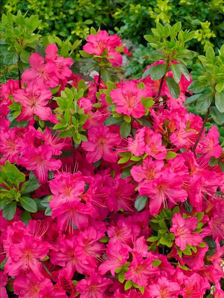 Rhododendron x obtusum Kirstin
