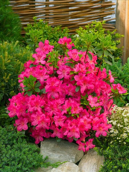Rhododendron x obtusum Kirstin