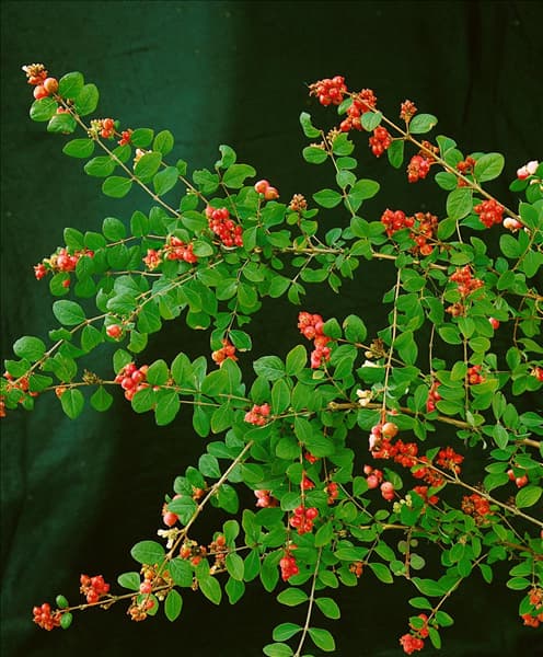 Symphoricarpos orbiculatus