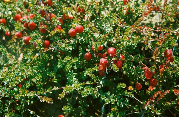 Vaccinium var. vitis-idaea