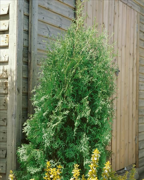 Thuja occidentalis Brabant