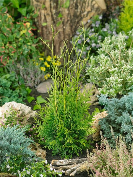 Thuja occidentalis Brabant