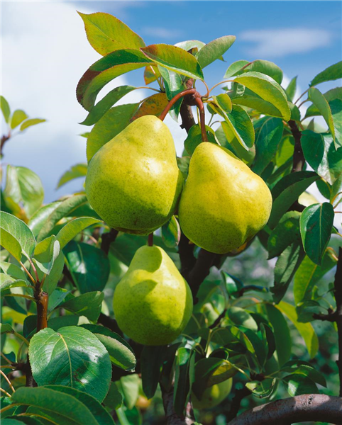 Pyrus communis Williams Christbirne