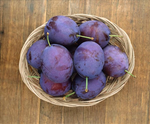 Prunus domestica subsp. domestica Stanley im Korb