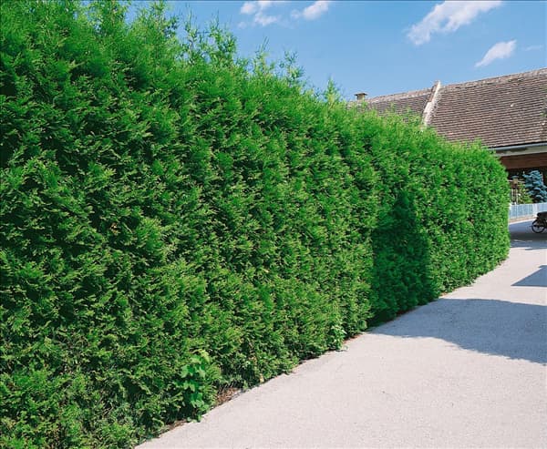 Thuja occidentalis Brabant