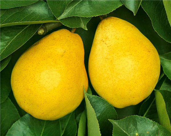 Pyrus communis Williams Christbirne