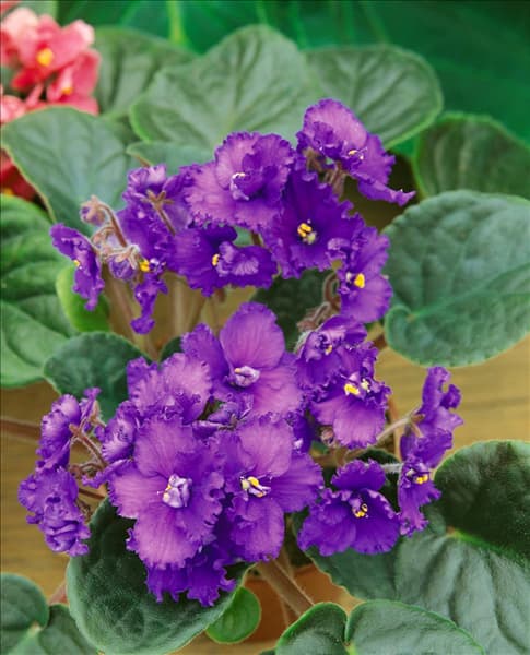 Saintpaulia ionantha mauve