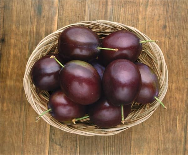 Prunus domestica subsp. domestica Stanley im Korb
