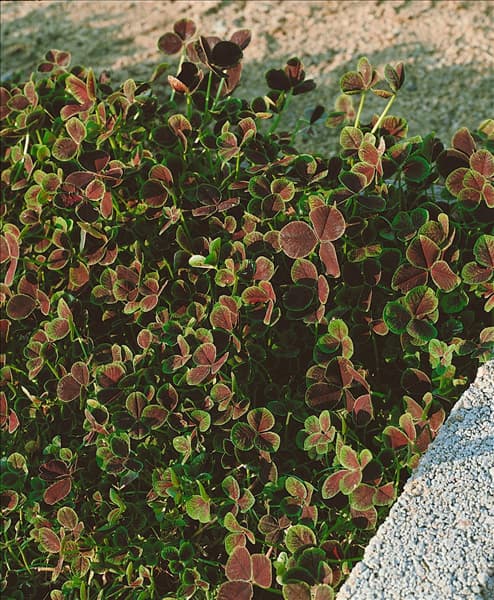 TRIFOLIUM REPENS ATRO-PURPUREA
