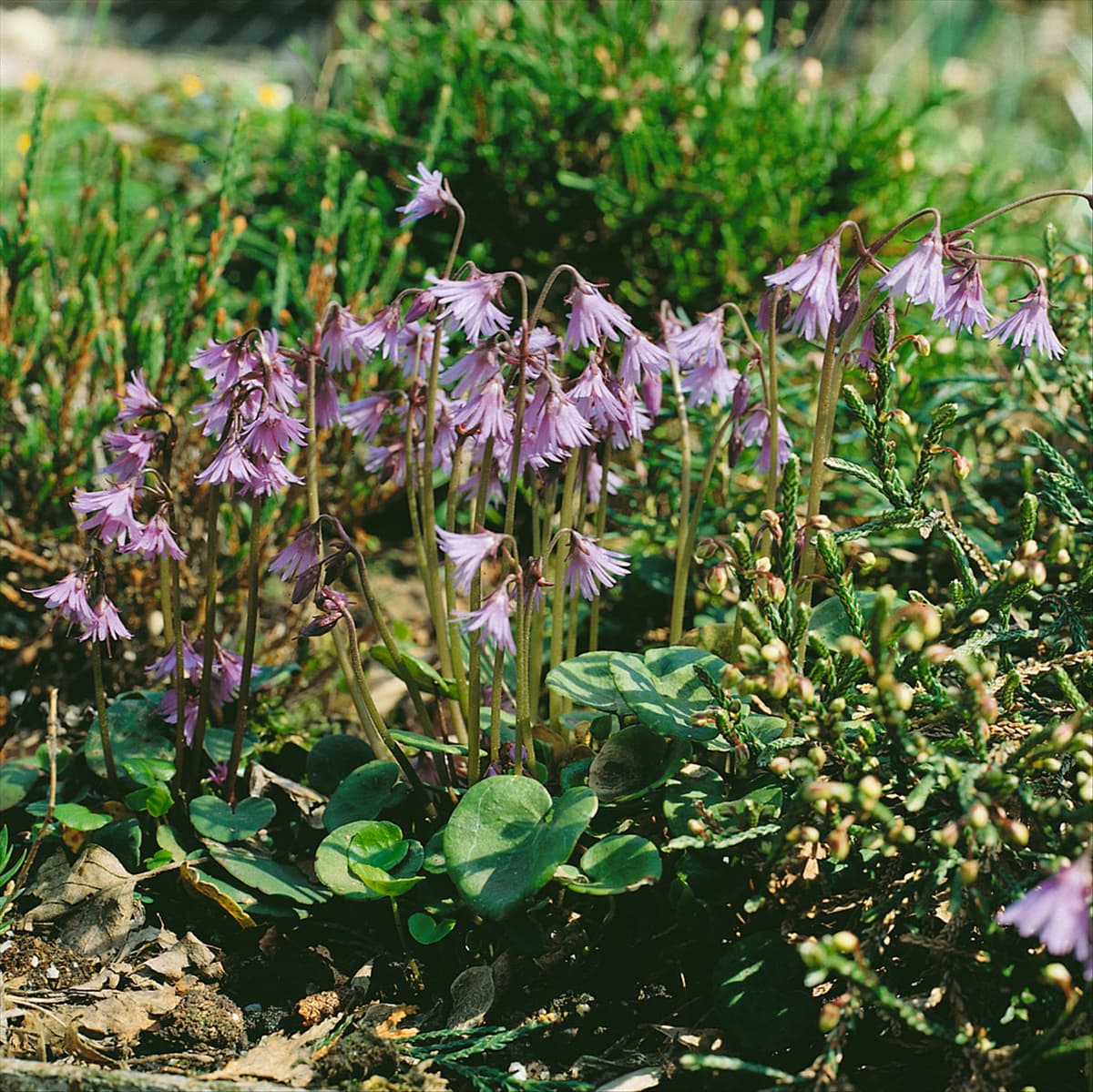 SOLDANELLA ALPINA