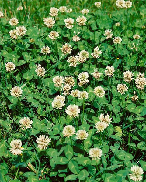 TRIFOLIUM REPENS