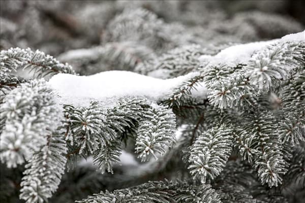 Abies nordmanniana