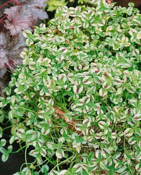 Trifolium repens Dragon's Blood