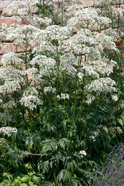 Valeriana officinalis