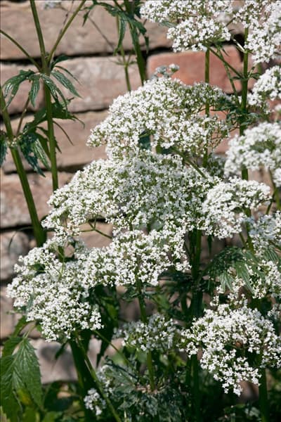 Valeriana officinalis