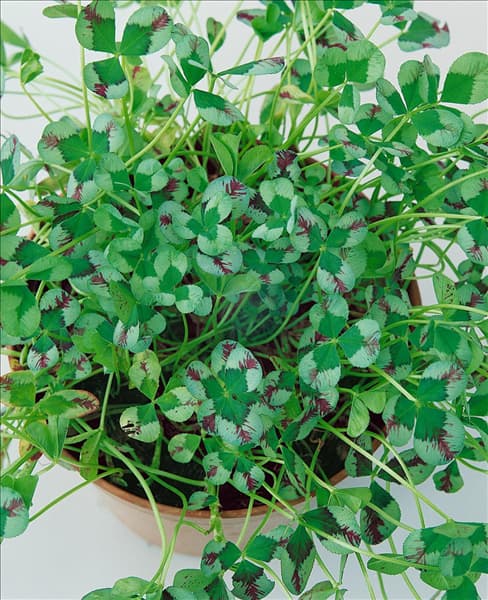 Trifolium repens Harlequin