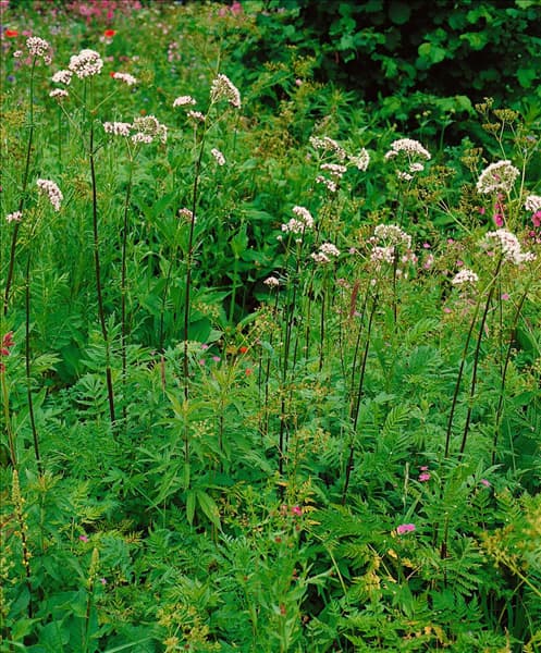 Valeriana officinalis