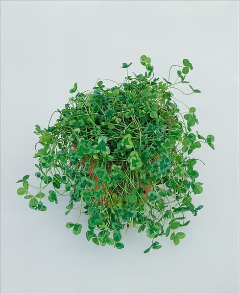 Trifolium repens Green Ice