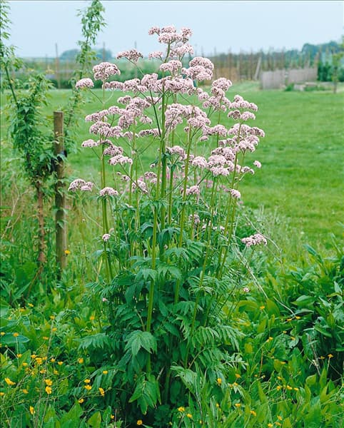 Valeriana officinalis