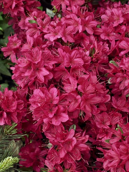 Rhododendron Maruschka