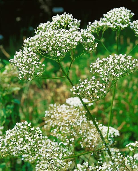 Valeriana officinalis