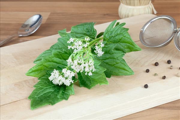 Valeriana officinalis