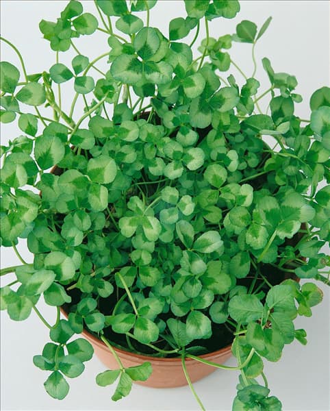 Trifolium repens Green Ice