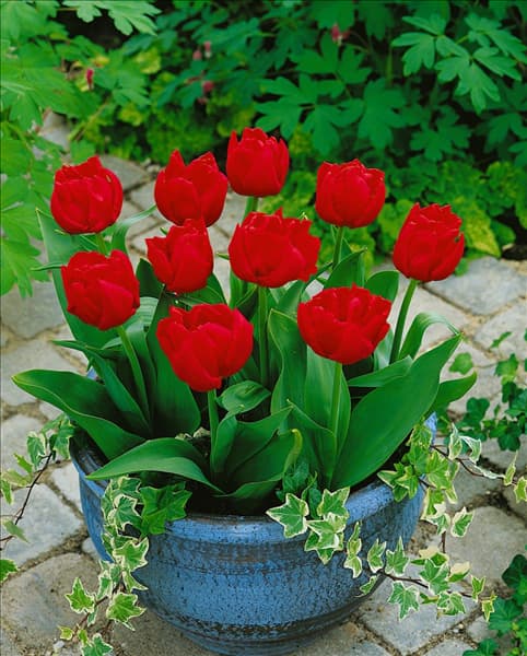 Tulipa Double Early Abba im Topf
