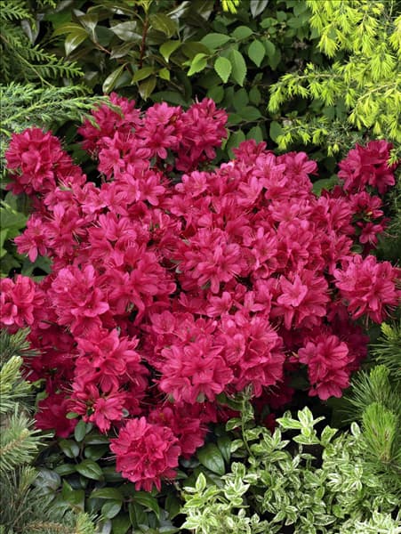 Rhododendron Maruschka