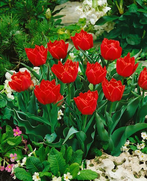 Tulipa Double Early Abba