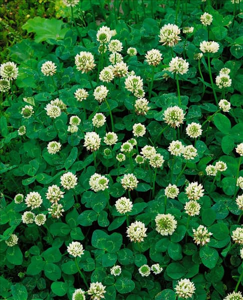 TRIFOLIUM REPENS / WEISSKLEE